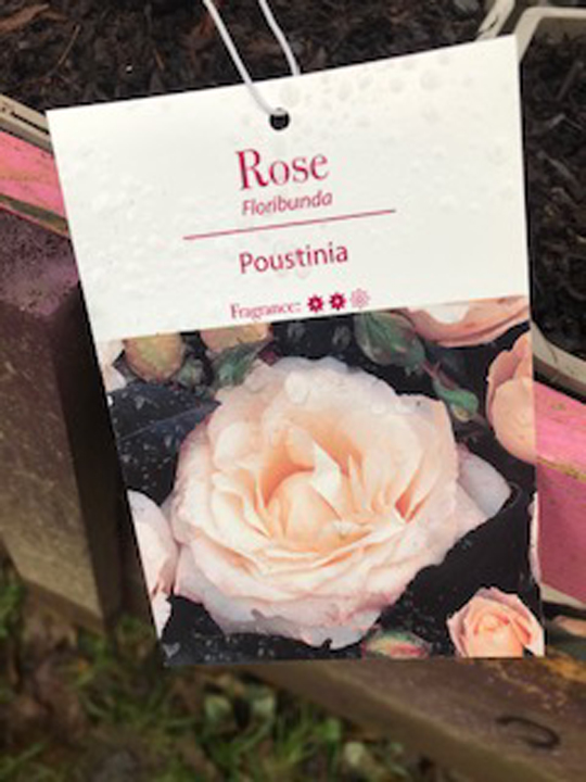 Rose - Poustinia